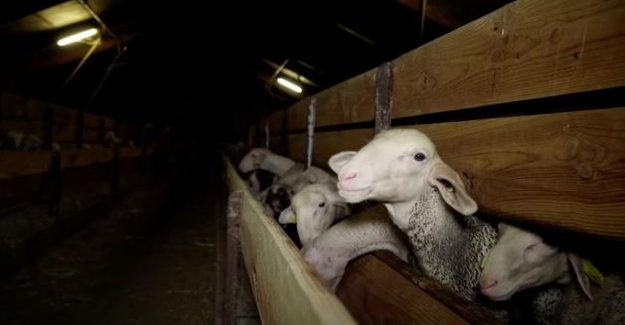 Video L214 : the government shall suspend the accreditation of the slaughterhouse sheep of Rodez