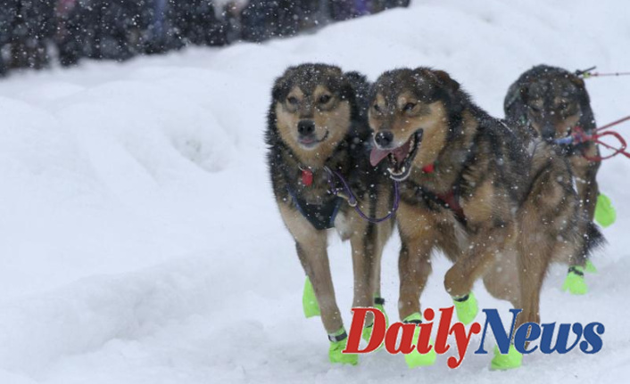 Anchorage is packed with Iditarod dogs for the race's ceremonial beginning