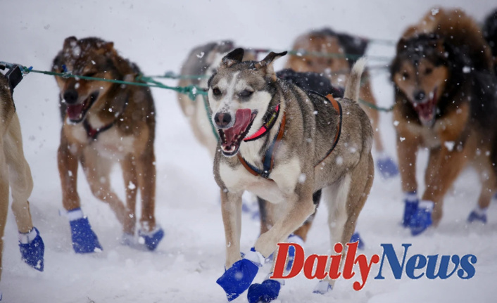 Anchorage is packed with dogs for the ceremonial start to Iditarod's fiftyth running