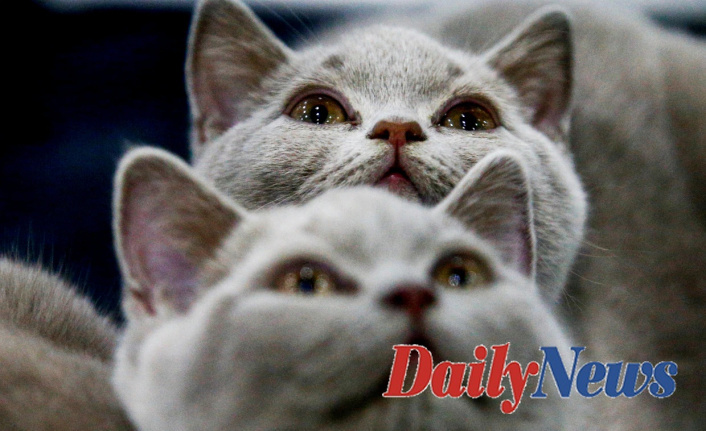 International Cat Federation bans Russian felines competing in competitions