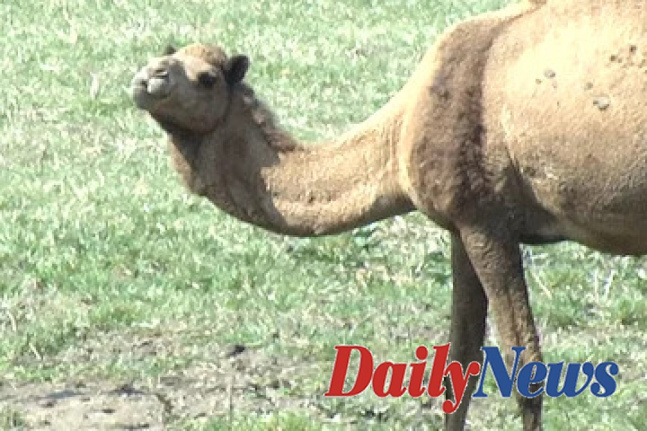 Two people are killed by a loose camel on a Tennessee farm, according to the sheriff's Office