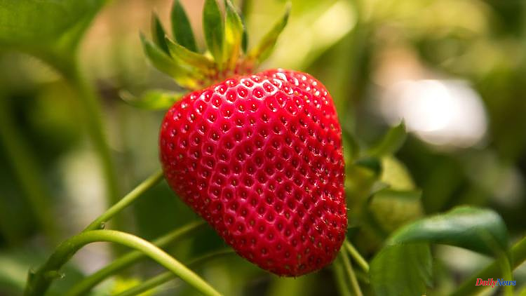 North Rhine-Westphalia: High costs, low prices: complaints about the strawberry harvest