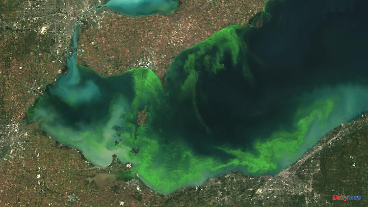 More poison than before?: Blue-green algae bloom not only dependent on phosphorus