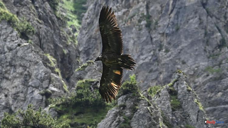 Bavaria: dead bearded vulture is examined: hope for result in June