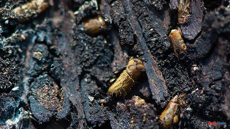 Thuringia: the swarming flight of the bark beetle species Buchdrucker has begun