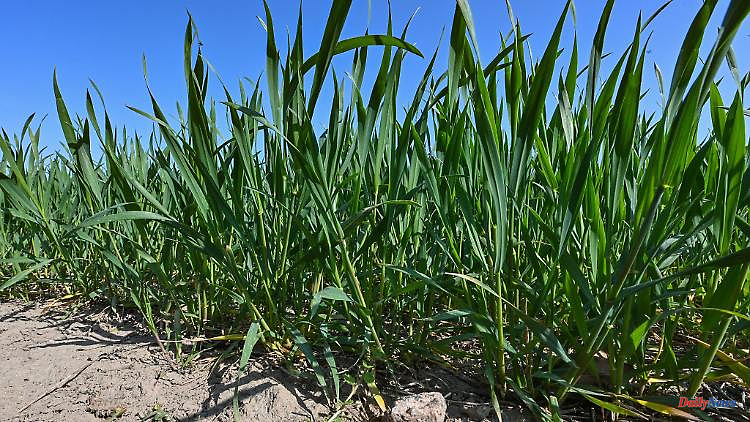 Saxony-Anhalt: More winter wheat grown in Saxony-Anhalt