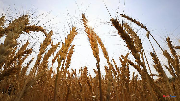 Fear of famine due to war: Russia wants to export 50 million tons of grain