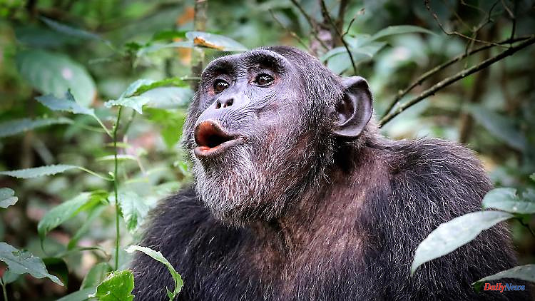 Complex vocal communication: do chimpanzees have a kind of language?