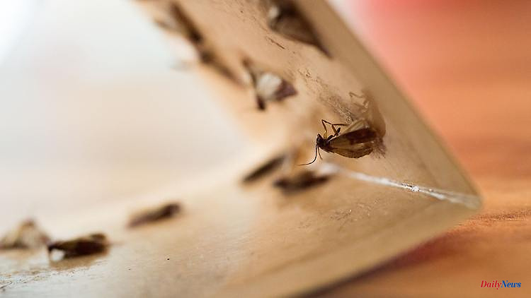 Insects in the apartment: how to get rid of creepy crawlies