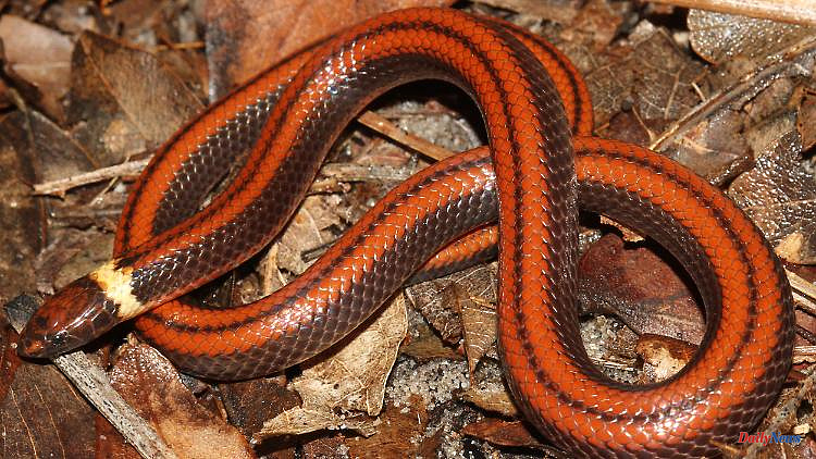 Accidental find in Paraguay: Researchers discover extremely rare species of snake