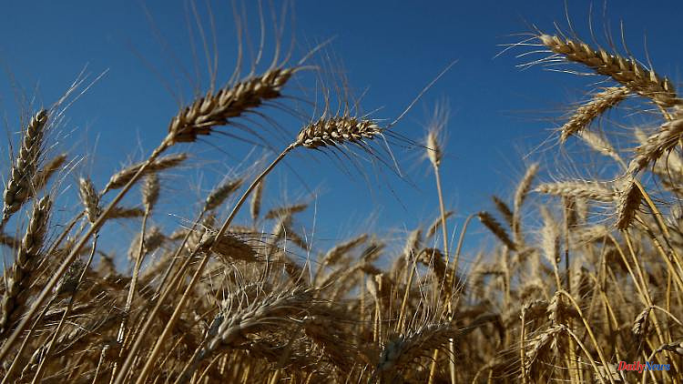 Poland is becoming a bottleneck: why too little grain is leaving Ukraine