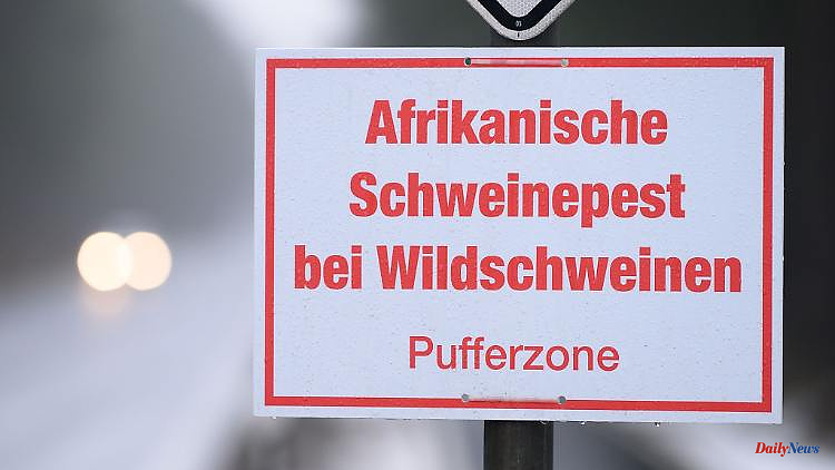 Saxony: New cases of swine fever: Saxony is expanding protection zones