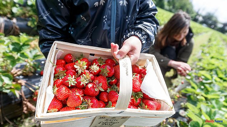 Bavaria: Picking strawberries yourself helps Bavarian farmers