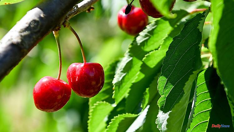 Thuringia: Above-average sweet cherry harvest expected in Thuringia