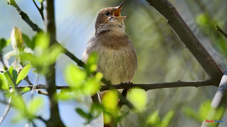 Balance after counting garden birds: One bird species reported more than twice as often