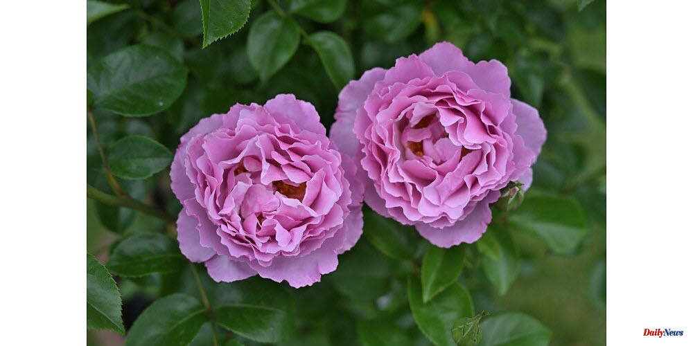 Alpes de Haute Provence. Alexandra David-Neel's rose was created in her honor