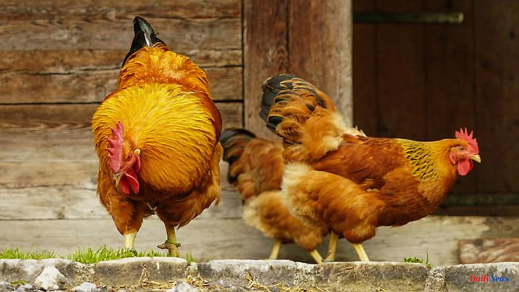 Not from China?: Chickens have been kept for over 3000 years