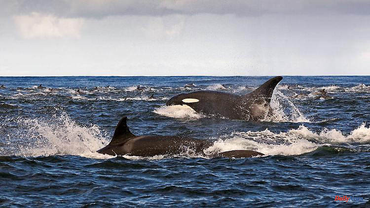 Off the coast of South Africa: orca couple hunts great white sharks
