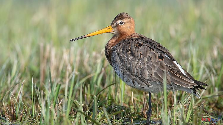 Bavaria: Transmitters are intended to protect endangered black-tailed godwits from mowing death