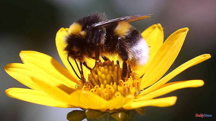 Herbicide makes brood care more difficult: Glyphosate allows bumblebee nests to cool down