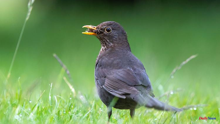 Mecklenburg-Western Pomerania: counting campaign: sparrow and blackbird are the most common garden birds