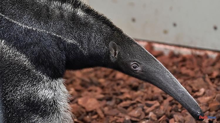 North Rhine-Westphalia: Sandra the anteater died at the age of almost 28