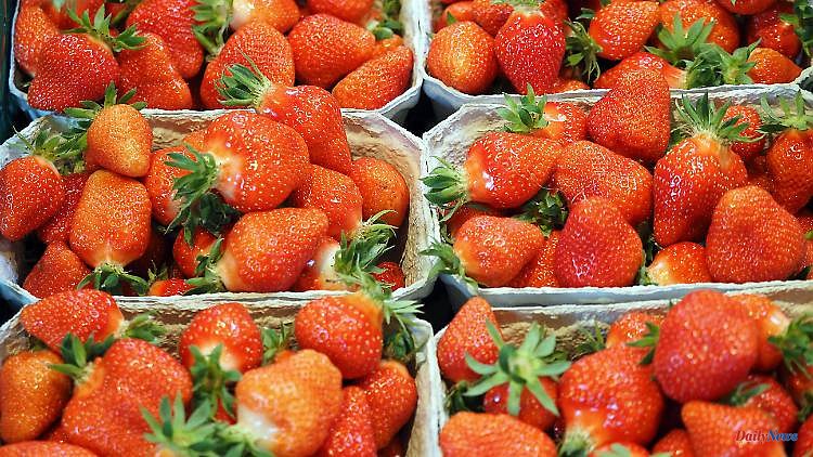 Hardly any demand despite low prices: farmers complain about the bad strawberry business