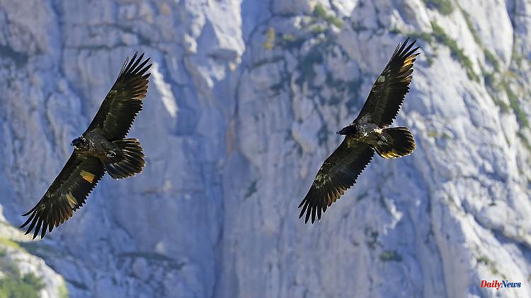 Bavaria: Young bearded vultures for Berchtesgarden National Park