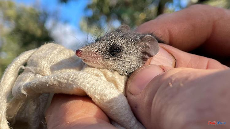 500 more narrow-footed bag mice: cats threaten to finish off all species