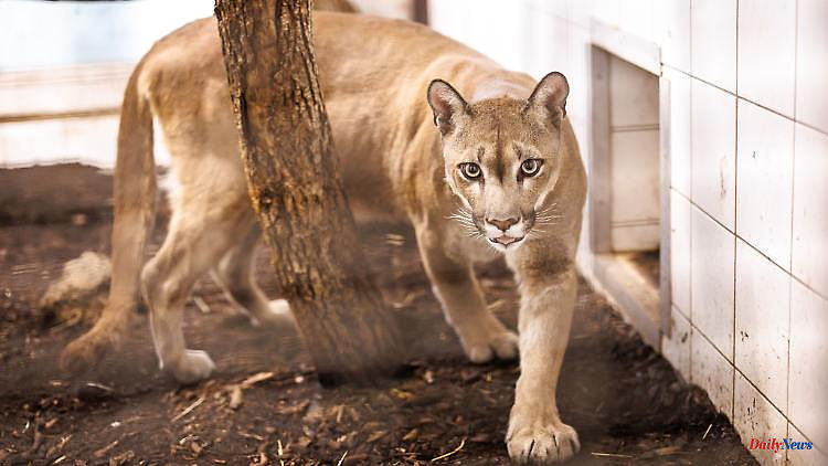 Bavaria: Puma freed from box reaches Austrian zoo