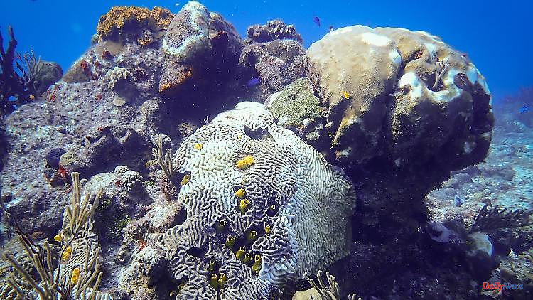Enormous death toll: Mysterious disease destroys corals in the Caribbean