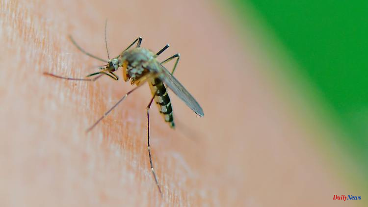 Thuringia: Fewer mosquitoes in Thuringia
