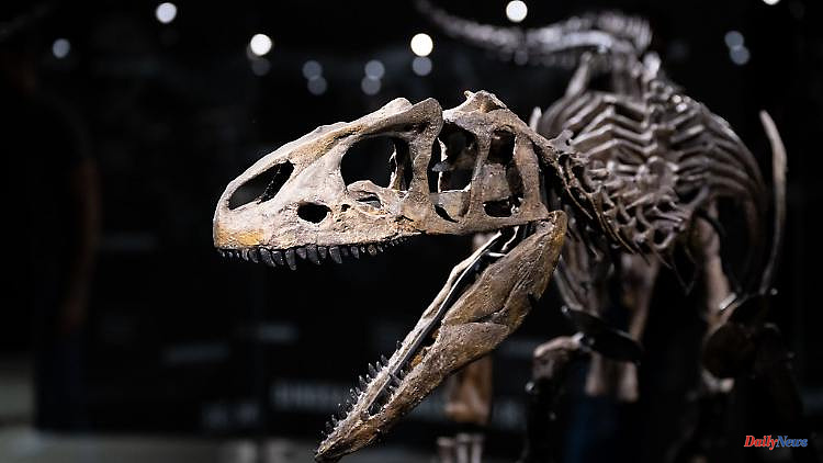 Bavaria: Dinosaur Museum shows junior allosaur "Little Al"