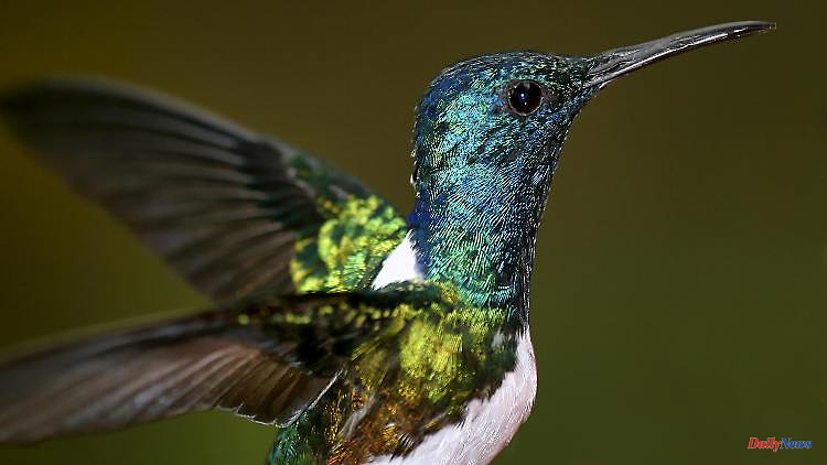 Colourful, shimmering plumage: the secret of the hummingbird's colors has been revealed