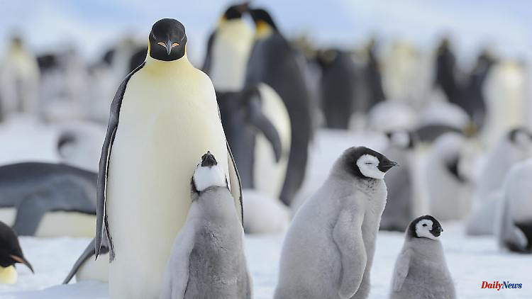 Climate protection plan blocked: Activists: Antarctic protection is neglected