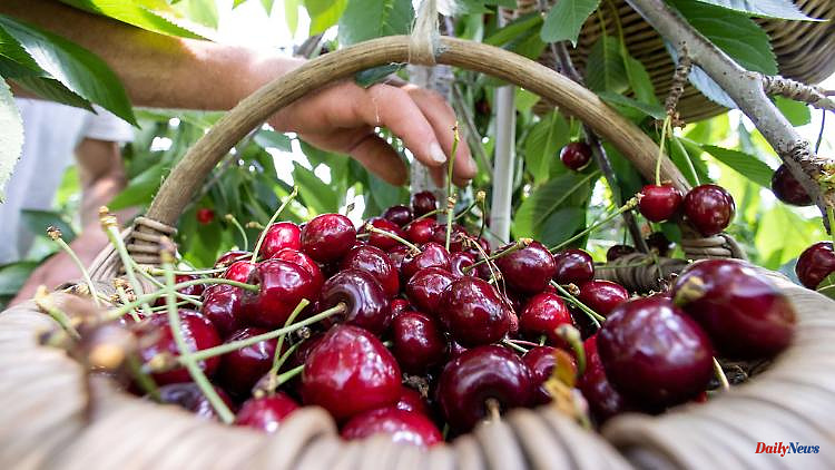 Bavaria: The cherry harvest begins in Franconian Switzerland