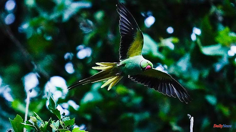Ecological niche for exotic animals: parrots conquer German cities