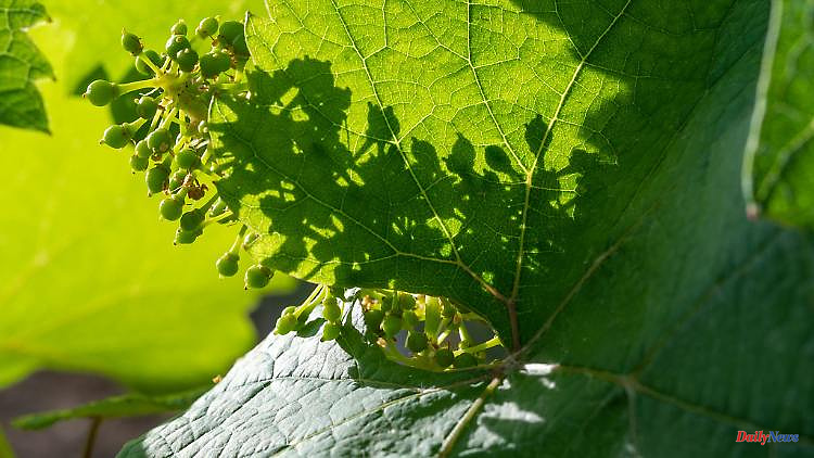 Bavaria: The vine blossom begins in the Franconian vineyards