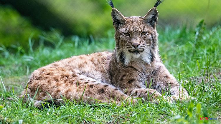Bavaria: Lynx Day: Associations want to fight poaching