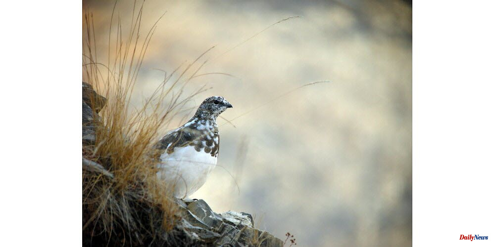 Hautes-Alpes. The State's attitude towards hunting black grouse and rock pitarmigan is condemned by environmentalists