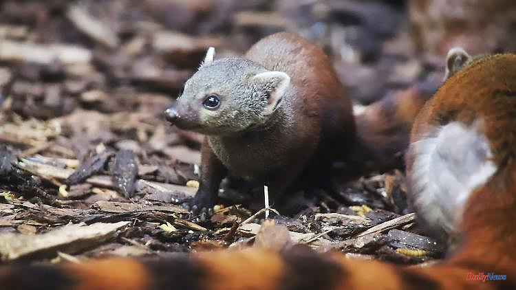 North Rhine-Westphalia: offspring of the ring-tailed mongooses in the Cologne Zoo