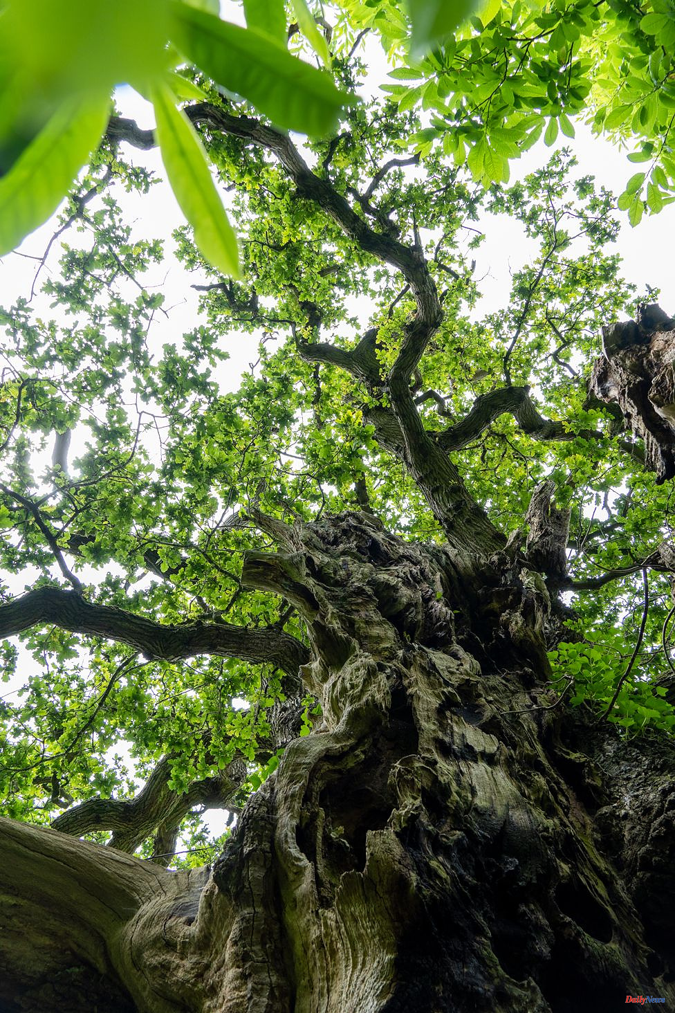 Conservation opportunities presented by a new map of ancient trees