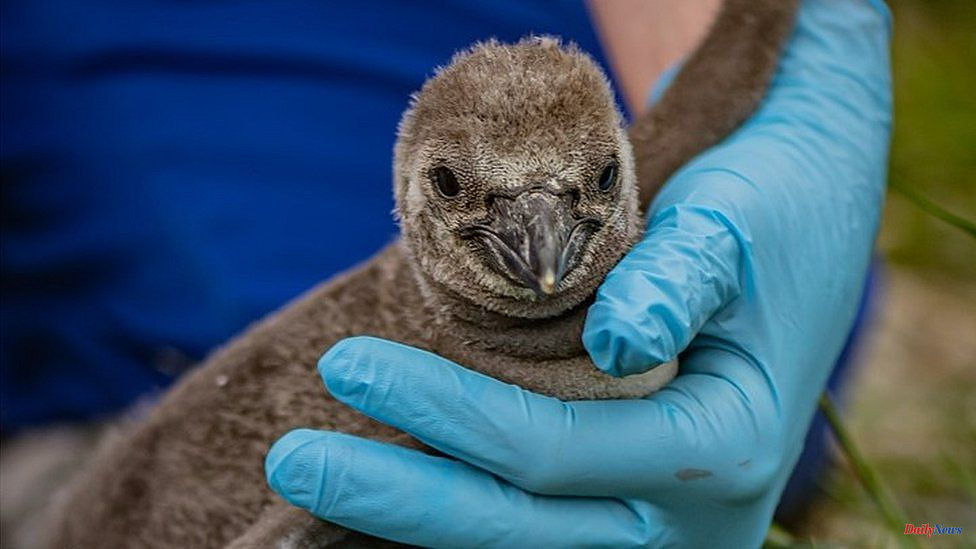 Chester Zoo welcomes rare penguin chicks