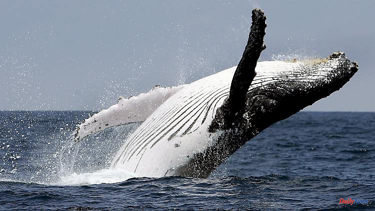 A different song every year: humpback whales memorize songs exactly