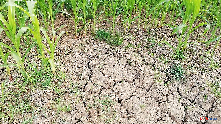 Drought in Germany: Why drought is not just drought