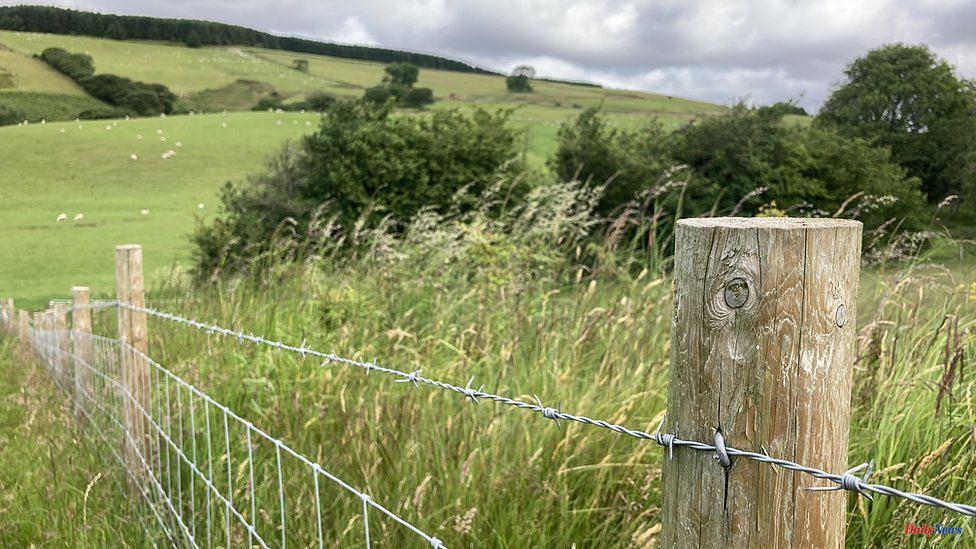Wales Farming: Farmers need to plant trees in order to make cash