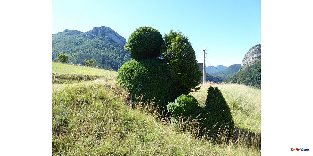 Unusual. This bush is an unusual find in this Drome village.