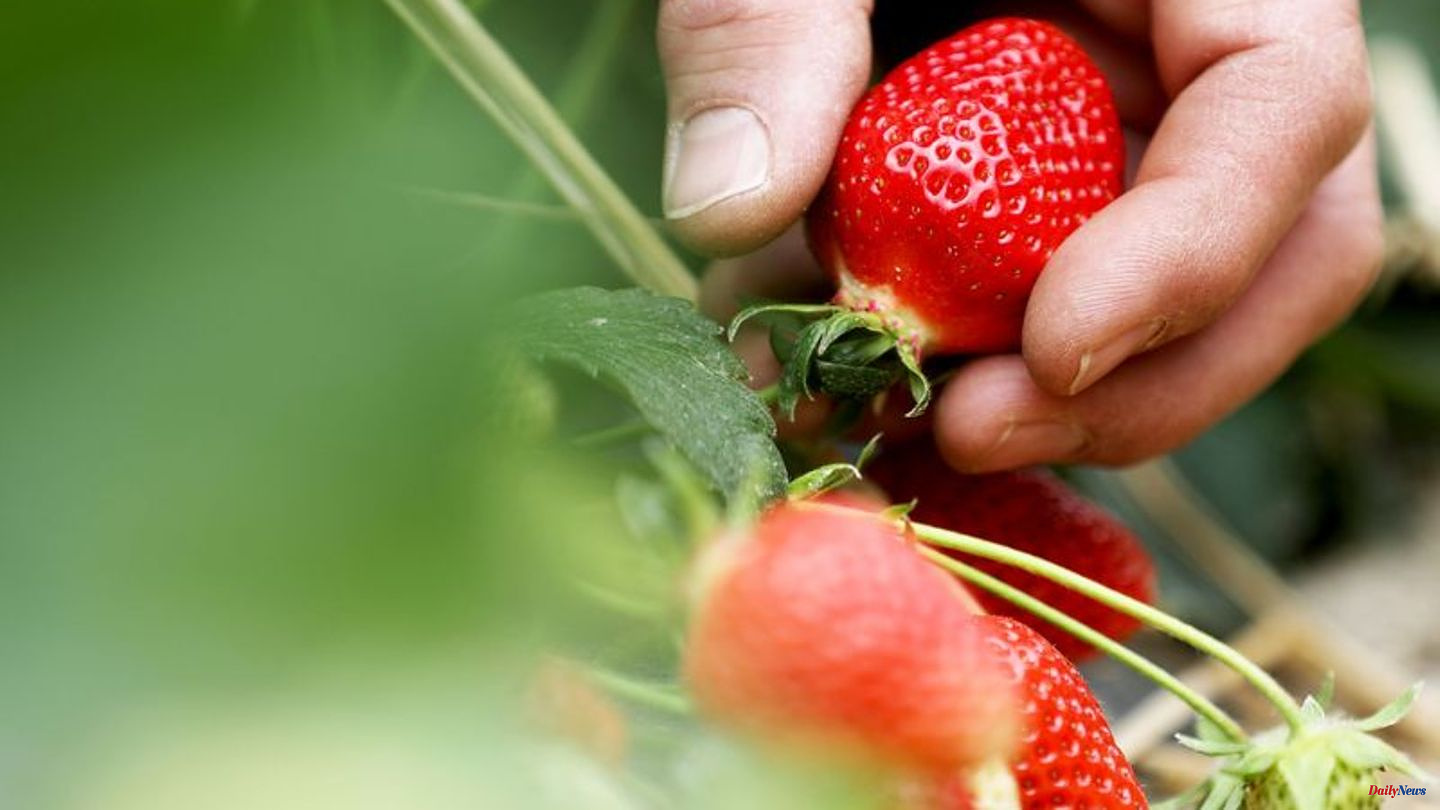 Federal Statistical Office: Lowest strawberry harvest expected in 24 years