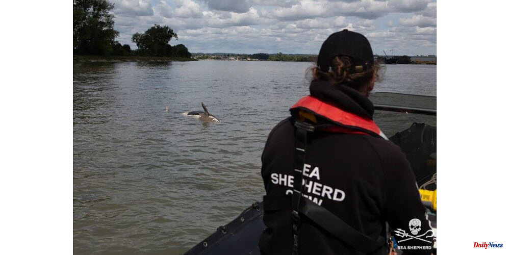 Animals. Orca killed in the Seine: ammunition found at base of skull