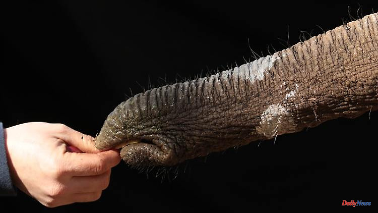 Asymmetric Stretch: Skin folds make elephant trunks extensible
